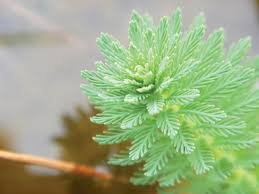 Parrot Feather (Myriophyllum aquaticum)